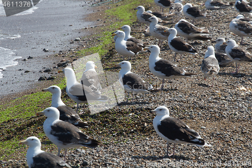 Image of Seagull Iat the coast