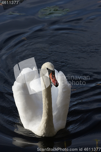 Image of Swans 