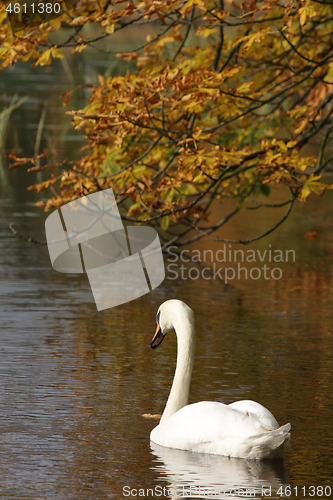 Image of Swans 