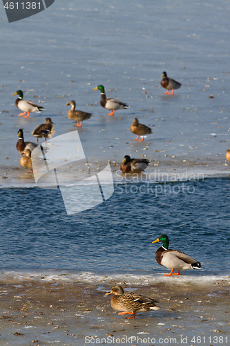 Image of Ducks on ice