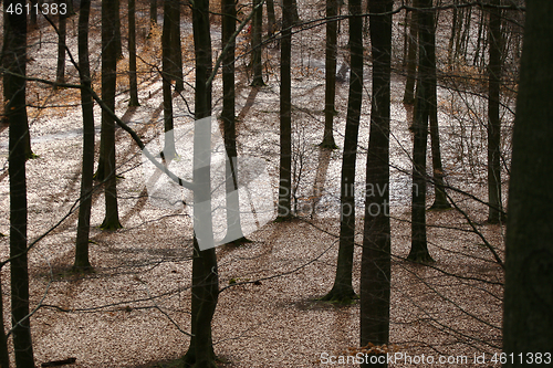 Image of forest in Denmark