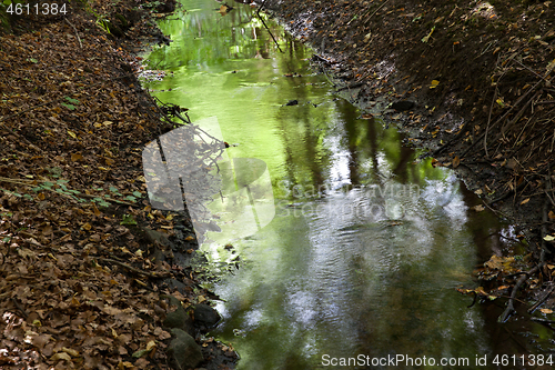 Image of River in a forest