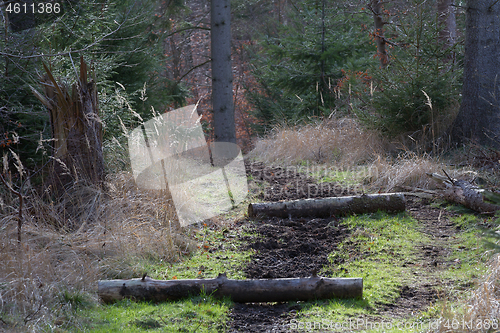 Image of horse riding path in a forest in Denmark