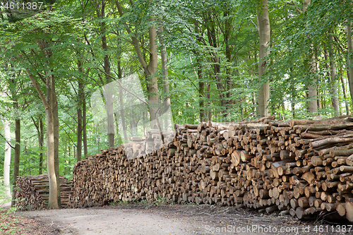 Image of tree trunk stack in a forest in Denmark