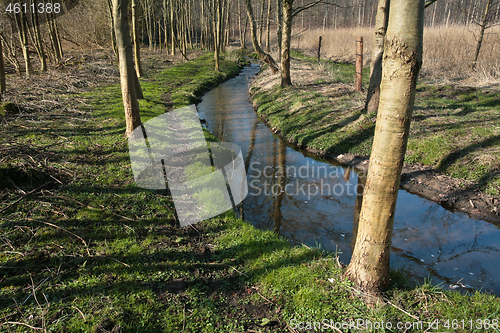 Image of River in a forest