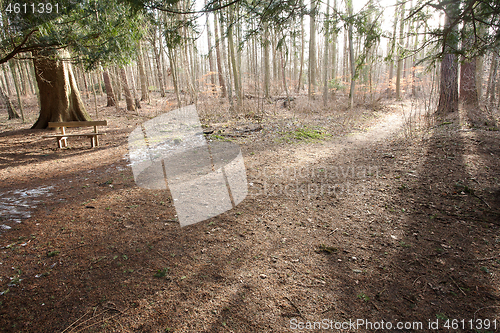 Image of forest in Denmark