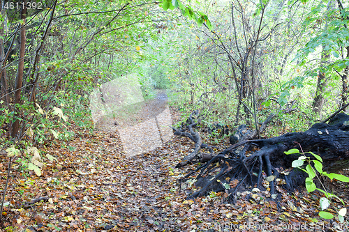 Image of forest in Denmark