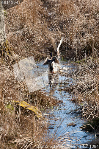 Image of Duck flying 