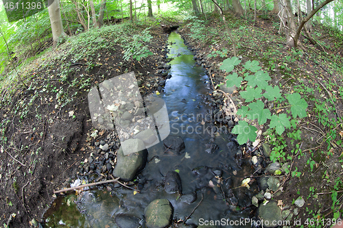 Image of River in a forest