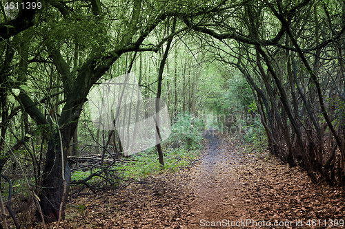 Image of forest in Denmark