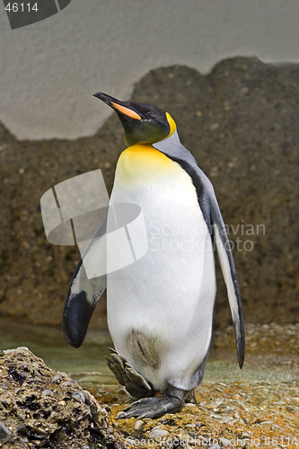 Image of Penguin