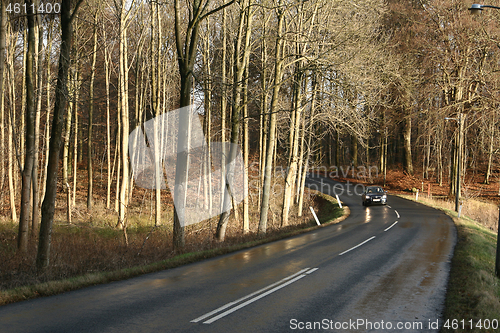 Image of n in Folehaven forest in Hørsholm. 2005