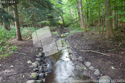 Image of River in a forest