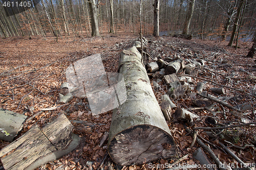 Image of forest in Denmark