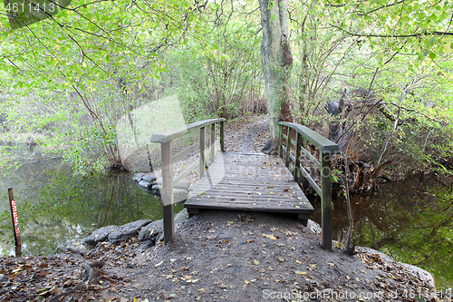 Image of forest in Denmark