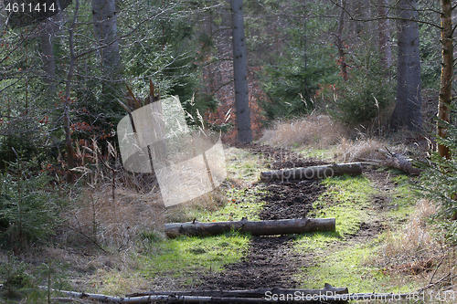 Image of horse riding path in a forest in Denmark
