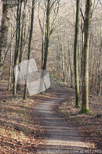 Image of forest in Denmark