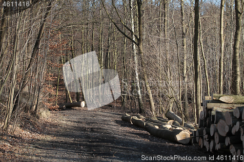 Image of tree trunk stack in a forest in Denmark