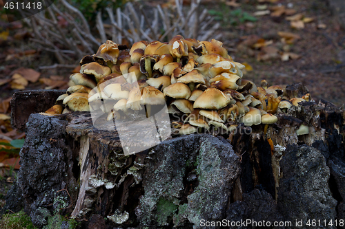 Image of Mushrooms in a forest in Denmark