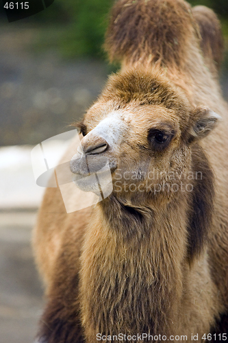 Image of Camel