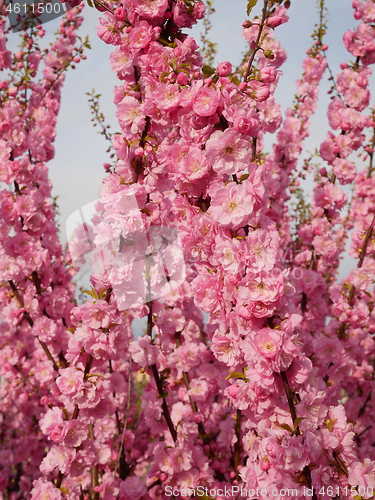 Image of Cherry blossom in springtime