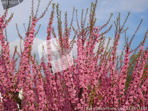 Image of Pink cherry blossoms against blue sky