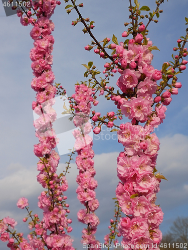 Image of Cherry blossom in spring time