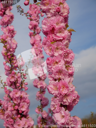 Image of Abundant cherry blossom in springtime
