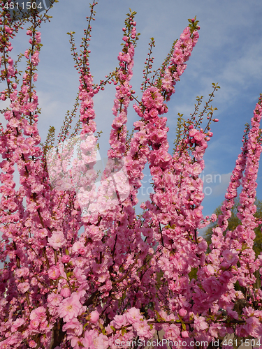 Image of Pink cherry flowerng against blue sky