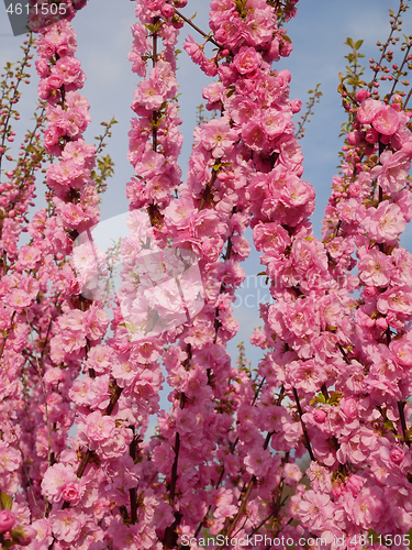 Image of Abundant cherry tree blossom in springtime