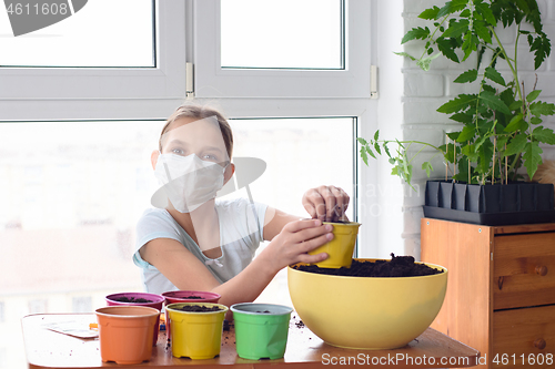 Image of A quarantined girl pours earth into a pot for planting plants