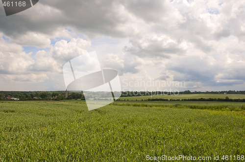 Image of Wheat field