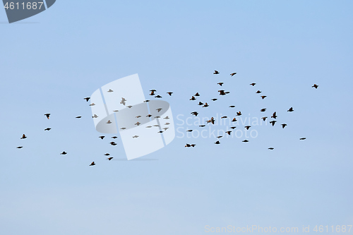 Image of Birds flying in cloudy sky