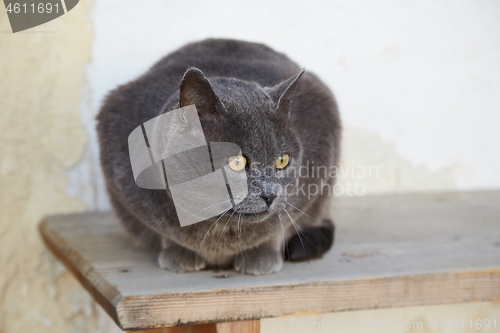 Image of Cat being a bench