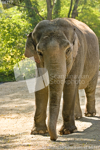 Image of Elephant