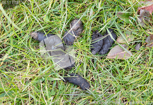 Image of Dog`s excrement in green grass