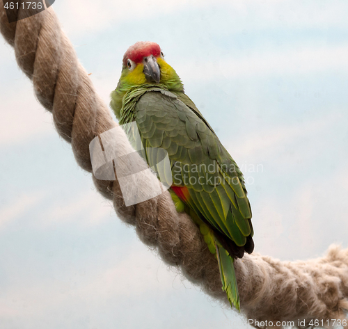 Image of Parrot sitting on a big rope