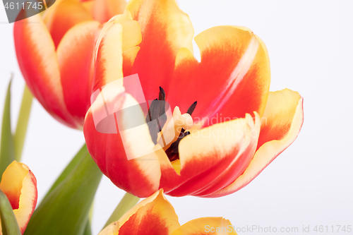 Image of Red and yellow tulips in a vase