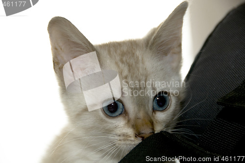 Image of Kitten