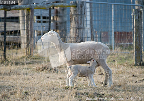 Image of young lamb getting a drink