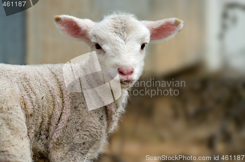 Image of young baby lamb