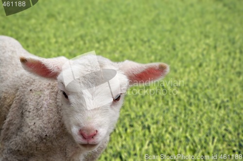 Image of young baby lamb