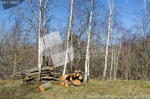 Image of Woodpiles on the ground