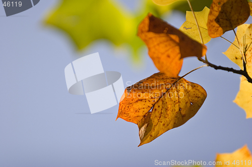 Image of Fall Colors