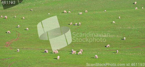 Image of sheep in the field