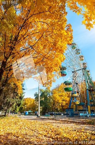 Image of Maples in autumn park