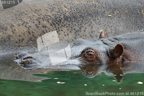 Image of Hippopotamus