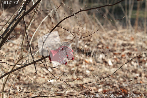 Image of Lost glove on a tree in a forest in Denmark