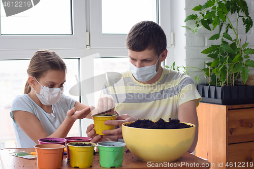 Image of Quarantine dad and daughter plant seeds in pots with soil