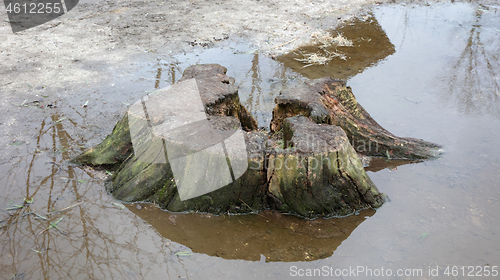 Image of Cut down tree